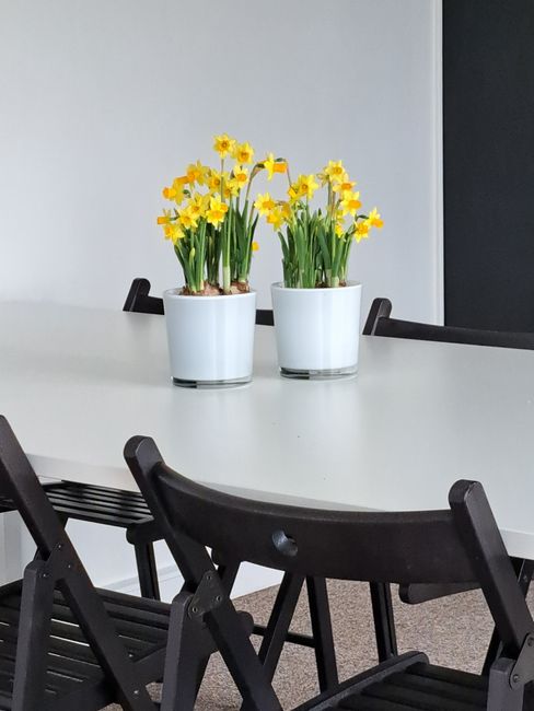 Two white ceramic pots containing vibrant yellow daffodils with green stems are placed on a white table in an office setting. The flowers are fresh, with open petals and sturdy stems, positioned symme