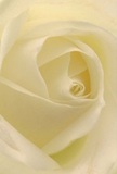 This inviting image draws you into the delicate heart of a cream-white rose, set against the gentle backdrop of Tottenham's familiar cityscape. Each petal, soft as silk and almost translucent, spirals inward in an unfurling embrace-inviting an emotional connection as if cradling a cherished memory inside the bloom. Gentle daylight, reminiscent of the first glimmer over The Green, casts subtle shadows between each fold, enhancing the flower's depth and quiet drama. There's a serene clarity and stillness here, recalling the peace found in local parks or during morning walks along West Green Road. As crafted by Tottenham Florist's experienced hands, this rose is the purest emblem of respect and admiration, making it a perfect gesture for moments of new beginning, condolence, or heartfelt gratitude. One can almost catch a hint of its understated fragrance-soft and sweet, echoing through neighbourhood homes. The close perspective reveals not just floral detail, but the emotion and creativity behind every arrangement thoughtfully delivered across Tottenham for life's most meaningful moments.